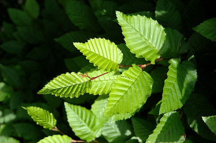 Carpinus betulus Fastigiata