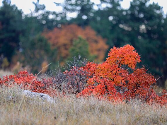 Herbstfärbung Perückenstrauch