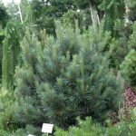 Kiefer , Pinus sylvestris
