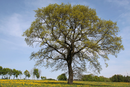 Quercus robur Eiche