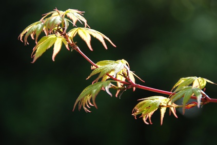 Acer palmatum , Sangokaku Ahorn