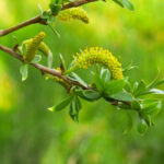 Salix purpurea / Purpurweide