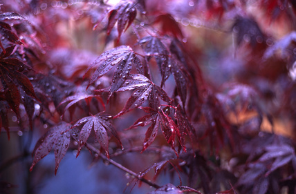 Acer palmatum Bloodgood,