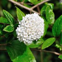 Spiraea vanhouttei