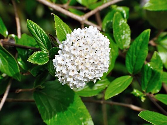 Spiraea vanhouttei