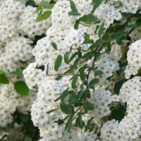 Spiraea vanhouttei