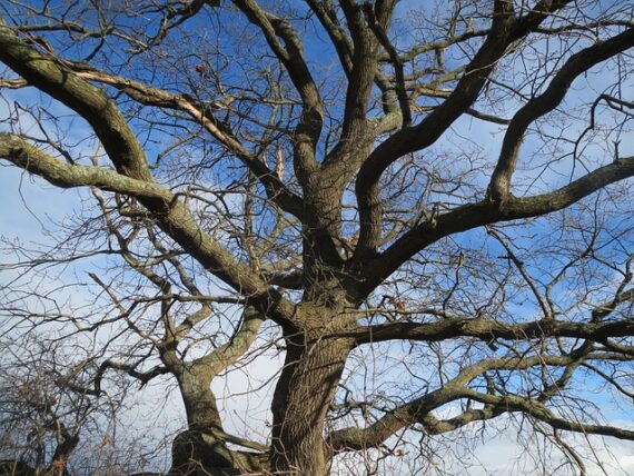 Quercus robur im Herbst