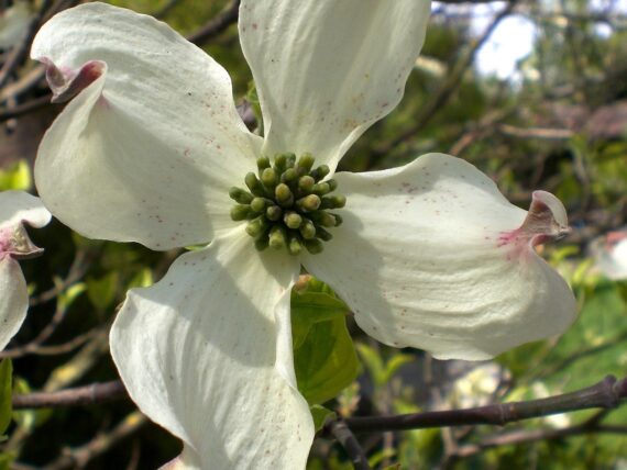 Cornus kousa