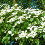 Cornus kousa