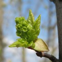 Feldahorn , Acer campestre