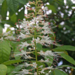 Aesculus parviflora, Strauchkastanie