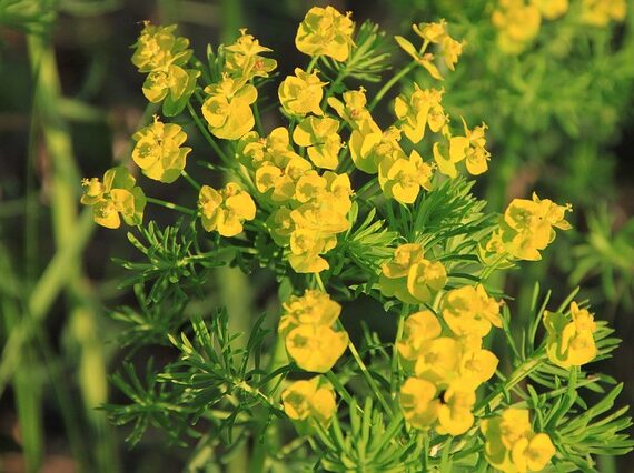 Euphorbia cyparissias