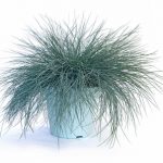 Festuca