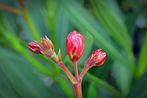 Oleander