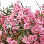 Oleander