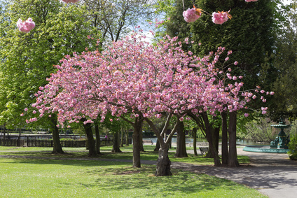 Prunus Accolade, Zierkirsche