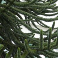 Araucaria araucana