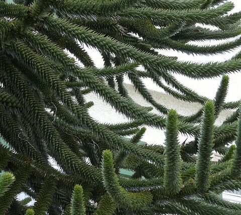 Araucaria araucana