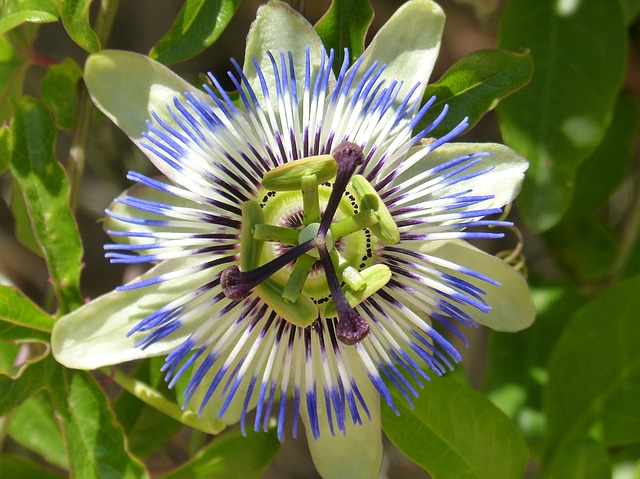 Passionsblume, Passiflora caerulea