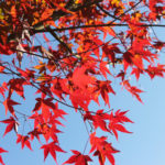 Fächerahorn Acer palmatum Fireglwo