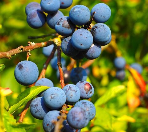 Schwarzdorn, Schlehe , Beeren