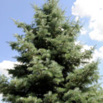 Abies concolor