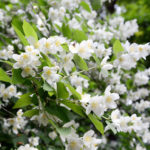 Philadelphus coronarius, Bauernjasmin