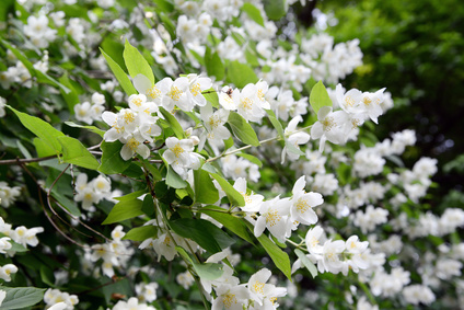 Philadelphus coronarius, Bauernjasmin