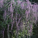 Buddleja alternifolia, Hänge-Sommerflieder