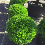 Buchsersatz Ilex crenata Blondie