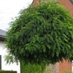 Robinia pseudoacacia'Umbraculifera