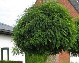 Robinia pseudoacacia'Umbraculifera