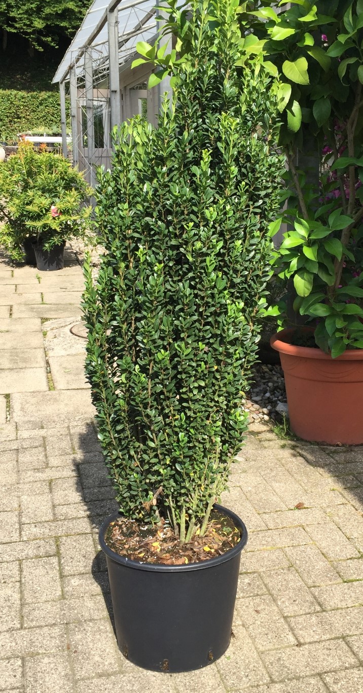 Japanische Stechpalme