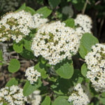 Viburnum lantana, Wolliger Schneeball