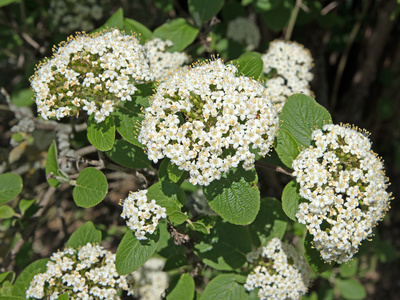 Viburnum lantana, Wolliger Schneeball