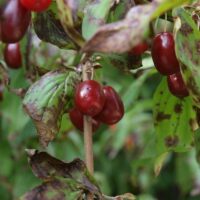 Cornus mas , Kornelkirsche