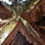 Mammutbaum / Sequoiadendron giganteum