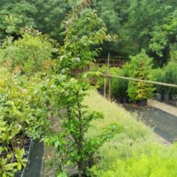 Parrotia persica / Persischer Eisenholzbaum