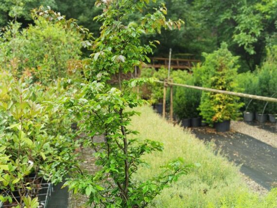 Parrotia persica / Persischer Eisenholzbaum