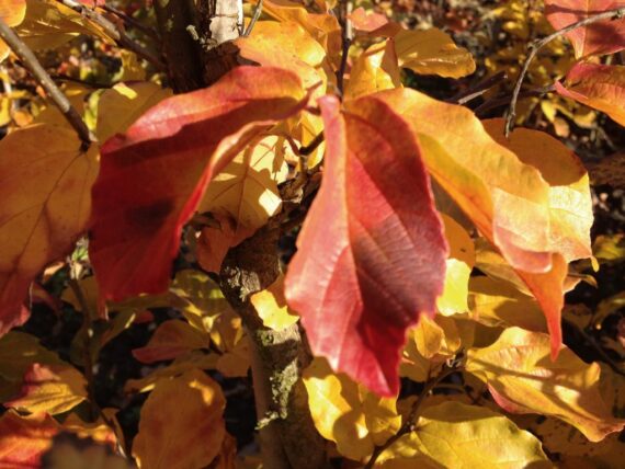 Parrotia persica