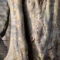 Parrotia persica / Persischer Eisenholzbaum