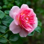 Bodendeckerrose / Rosa 'Heidetraum'