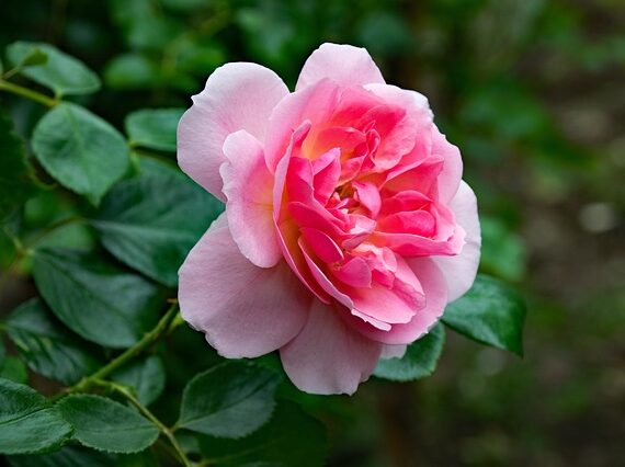 Bodendeckerrose / Rosa 'Heidetraum'