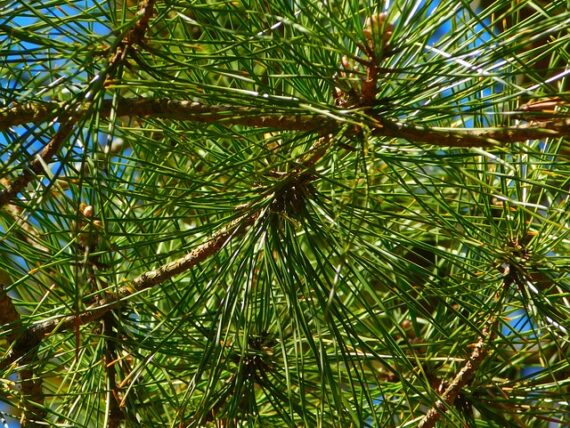 Japanische Schirmtanne / Sciadopitys verticillata