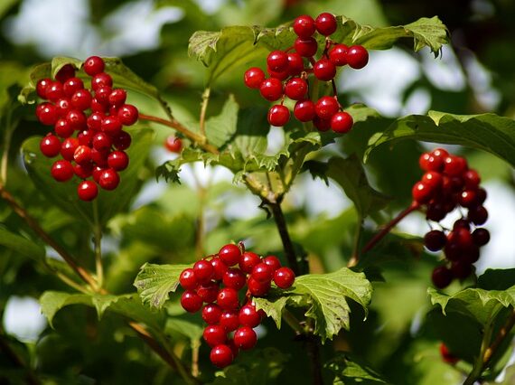 Viburnum opulus , Gemeiner Schneeball