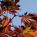 Acer japonicum 'Aconitifolium' / Japanischer Ahorn