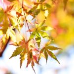 Acer shirasawanum 'Aureum' / Japanischer Goldahorn