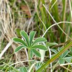 Alchemilla alpina / Silbermantel