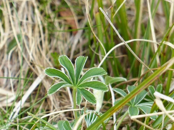 Alchemilla alpina / Silbermantel