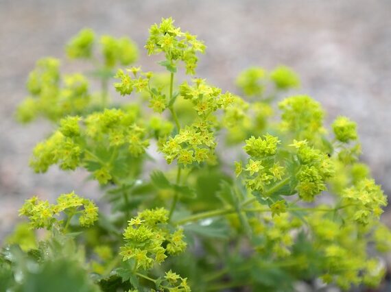 Frauenmantel / Alchemilla vulgaris